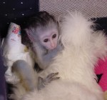 Kapucíni Opice Na Prodej