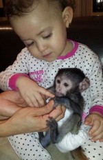 Sladké Kapucínský  opice pro prodej 