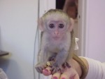 Kapucínske opice na predaj. 