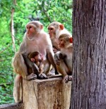Kapucínske opice na adopciu