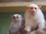 Biele opice kosmáča na adopciu