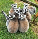 Lemur opice na adopciu