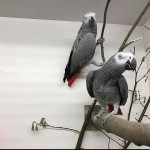 Sladké a krásne africké sivé papagáje na adopciu