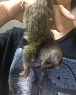 Opice marmoset na adopciu