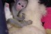 Kapucínský opice pro prodej obrázok 2