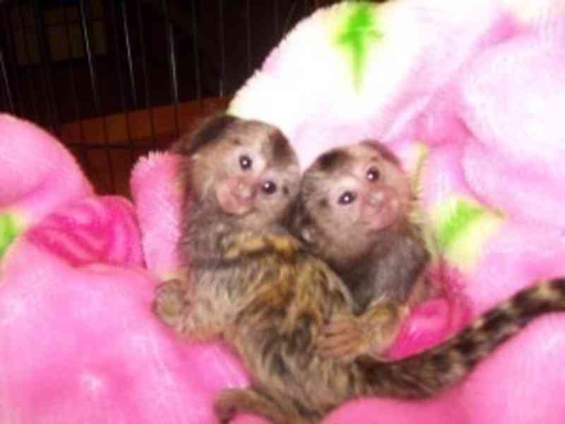 Priateľské kosmáče na adopciu