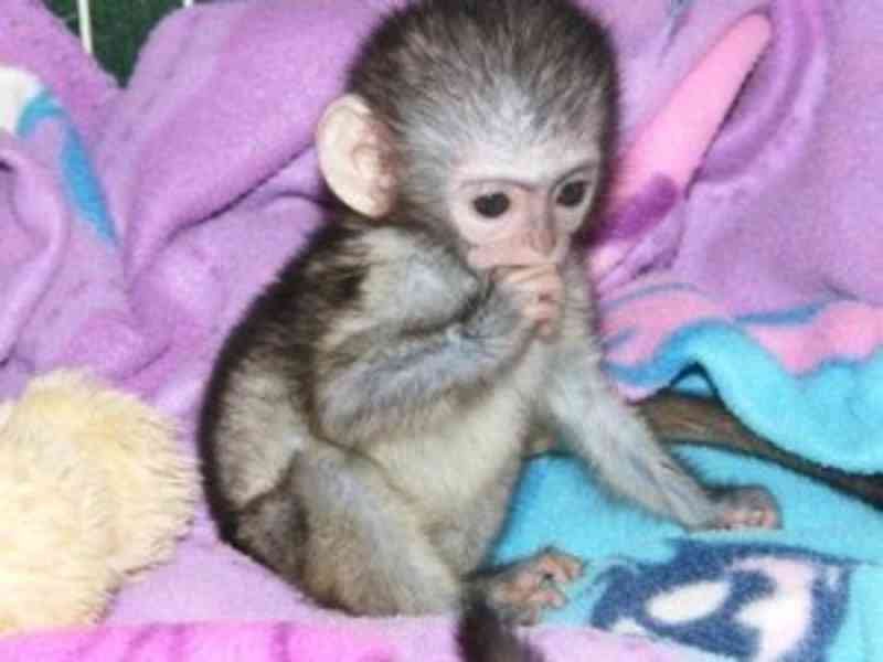 Priateľské kapucínske opice na adopciu