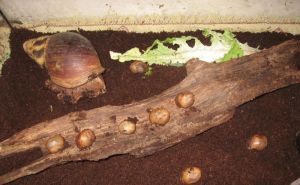 Darujem africké slimáky Achatina-achatina