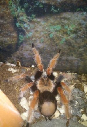 Brachypelma boehmei