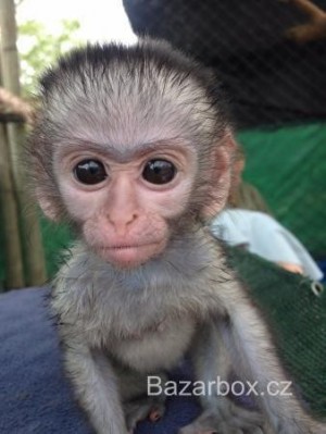 Prodám Kapucínský opice.