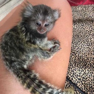 Opice marmoset