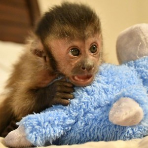 Kapucínske opice na adopciu do svojich nových domovov
