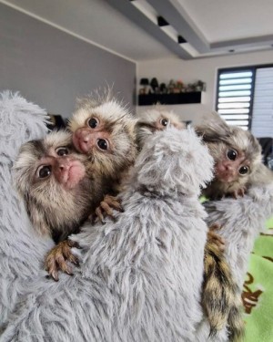 Marmoset Opice na adopciu