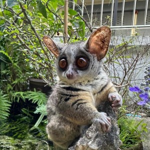 Bush baby dostupné na adopciu.