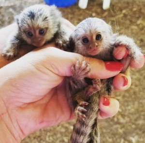 Marmoset Opice na adopciu