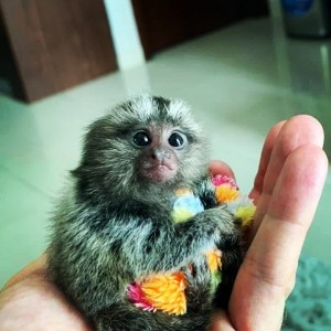 Marmoset Monkey na adopciu.