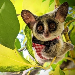 Mláďatá z Bush retrievera na adopciu