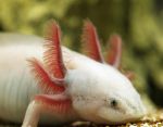 Axolotl mexický (Ambystoma mexicanum)