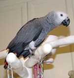 Africké šedé papoušci na prodej  
