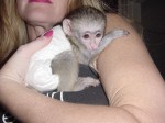 Miminka kapucíni opice na prodej 