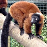  lemur cerveny (Varecia rubra)