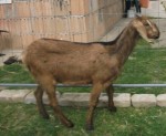 Anglonubijská Koza 100 % čistokrvný tehotná samica