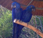 Nabídka Deti Hyacint papoušek papoušci