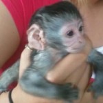 Prodám Ockované Kapucínský opice