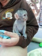 Kapucínský opice pro prodej   