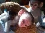 Dostupný Kapucínský opice