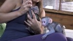 Kapucínský opice pro prodej