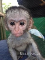 Prodám Kapucínský opice 