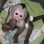 Krásne kapucínske opice k dispozícii