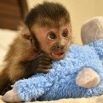 Kapucínske opice na adopciu do svojich nových domovov