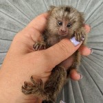 Opice marmoset na adopciu