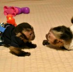 Nádherná krásna kapucínska opica na adopciu