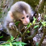 Úžasná kapucínska opica na adopciu