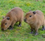 Kapybary na adopciu