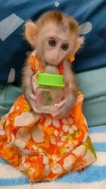hľadá dobrý domov pre kapucínske opice