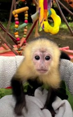 kapucínske opice k dispozícii na nasťahovanie