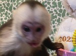Krásne kapucínske opice na adopciu