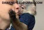 Predám zdravé mláďatá kapucínskych opíc