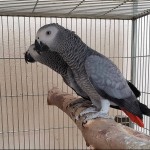 krásne africké papagáje šedé na adopciu