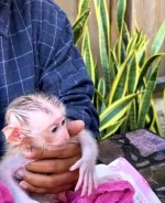 Fenka kapucínskej opice na adopciu