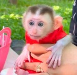 Úžasná kapucínska opica na adopciu