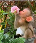 Rozkošné kapucínske opice na adopciu