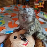 Marmoset Monkeys Dostupné na adopciu