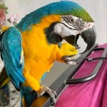 Modré a žlté papagáje Ara