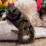 Marmoset Monkeys na adopciu zadarmo