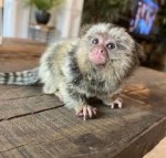 Marmoset Opice na adopciu